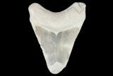 Bargain, Fossil Megalodon Tooth - Florida #103343-1
